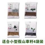 石光小站假山草种子上水石吸水石草籽盆景微景观盆栽植物易活专用草籽 适合小型假山草4袋装