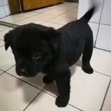 中华田园犬小型长不大适合小孩家养的高智商狗狗活物狗崽狗仔幼犬 田园级 小黑狗+狗粮+狗笼+包邮 公