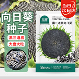 北蔬 向日葵种子苗食用大盘葵花籽四季种 黑三道眉向日葵种子约100粒