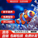 小丑鱼海水鱼观赏鱼人工公子尼莫耐活好养奥黑熊猫一公一母海缸 精选公子小丑2.5cm左右(一对2条)