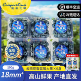 彩云之莓【云南露天花香蓝莓】云南蓝莓脆甜新鲜现摘产地直发水果 六盒装（家庭分享 热卖爆款）80%选择100g/盒 12mm+【珍珠小果 精品尝鲜】
