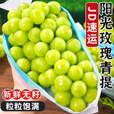 泽华果品山西阳光玫瑰 晴王葡萄香印提子新鲜水果整箱 阳光玫瑰4.5-5斤单果12g+