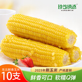 珍谷诱惑 25年东北鲜糯玉米 新鲜甜糯玉米棒 粘苞米穗 真空玉米 非转基因 精选黄糯玉米10支