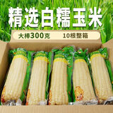抱抱你 【大棒300g】头茬黄白玉米粘黏甜糯黑玉米棒营养代餐苞米玉米 【单根300g以上】白糯玉米10支装