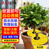 巨奇植物驱虫粘虫板黄板诱虫板苍蝇贴果蝇纸灭蚊黏小飞虫诱捕神器5张