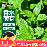 花沃里香水薄荷种子500粒/包花卉种子四季花种家庭盆栽土阳台庭院种