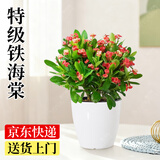 爱优尚铁海棠虎刺梅盆栽大叶大花阳台室内花卉桌面绿植四季好养源头直发