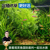 云峰海瑞水草活体懒人草鱼缸造景活体水草套餐鱼缸水草有茎类中后景真水草 【好养易活】水芹（5只一组）