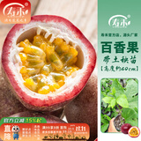 寿禾 百香果苗果树苗黄金百香果当年结果南方种树苗带土苗四季水果苗 (约40cm)百香果苗1棵