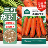 北蔬 胡萝卜种子苗三红秋季家庭蔬菜种籽 黑田五寸参种子10g约5000粒
