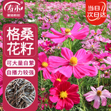 寿禾 格桑花种子种苗波斯菊花种籽 潍丰矮韵格桑花种子(矮秆型)1500粒