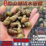 云映渔舟微山湖鲜活清水田螺新鲜螺蛳无泥无沙活体的大石螺可剪尾螺丝顺丰 1斤精选田螺（无泥无沙包活） 500g