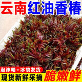 【顺丰包邮】香椿2025香椿云南新鲜香椿红油香椿露天香椿源头直发 经济【1斤装】鲜香椿芽