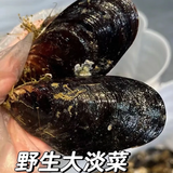 青口贝鲜活大个淡菜特大海虹海红新鲜贻贝海鲜水产包肥海捕贝类 5斤(净重)  （10只左右每斤）