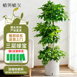植男植女幸福树造型绿宝盆栽绿植客厅室内大型绿植办公室乔迁新居源头直发