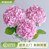 云南鲜花批发品质玫瑰百合水养鲜切花送女友生日礼物源头直发 绣球粉色-1支（深粉浅粉随机发货） 【任选2件—不收运費】