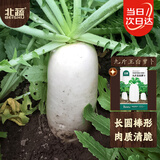 北蔬 白萝卜种子苗大白皮水果萝卜秋季蔬菜种籽 九斤王白萝卜种子15g