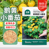 北蔬 黄番茄种子苗矮生盆栽樱桃珍珠西红柿菜籽 鹅黄甜小番茄种子70粒