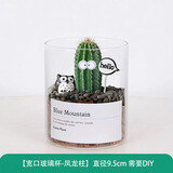 绿荫巷子多肉植物类绿植盆栽肉肉办公室内仙人掌球桌面带盆好养活小盆景 【凤龙柱】高透玻璃杯土砂+hello猫头鹰+眼