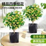 爱优尚桂花树苗四季桂盆栽可食用开花香室内外阳台客厅四季开花源头直发