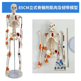 蓝蝶85cm人体骨骼模型 全身骨架人体模型成人小骷髅教学脊柱模型仿真小白骷髅标本正骨健身房瑜伽展示 85cm立式骨骼肌肉着色韧带