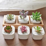 绿荫巷子多肉植物组合套餐肉肉室内植物办公室电脑桌面盆栽好养活小盆栽 【3多肉】瓷盆木格(肉可自选)