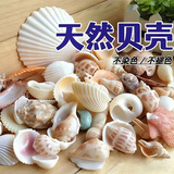 憨憨乐园鱼缸装饰造景摆件小型水族箱桌面迷你缸布景水草海螺贝壳套装