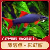 云峰海瑞清洁鱼活体热带鱼观赏鱼水族宠物工具鱼垃圾鱼老鼠鱼鱼缸除藻 彩虹鲨 5-7cm  2条+1条备损