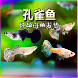 森悠（SARYOR）孔雀鱼纯种观赏鱼小型淡水好养热带鱼活体斑马金鱼凤尾鱼繁殖 随机孕母孔雀鱼-3只（不同色）