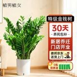 植男植女金钱树大型盆栽植物室内客厅落地办公室轻奢招财好养绿植源头直发
