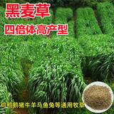 冷落草牧草种子四季多年生黑麦草籽鸡鸭菊苣苏丹草苜蓿草种子猪牛羊高产 进口一年生黑麦草/1斤装