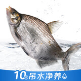 【吊水鱼】鲜活武昌鱼(鳊鱼)500g起/条 中秋送礼家宴宴请