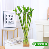 花翁富贵竹水培绿植招财转运室内客厅水养花卉盆栽植物文昌竹源头直发