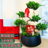 元族【2小时达】五层塔松盆栽青松绿植送老师乔迁新居开业盆景礼物 生意兴隆【五层塔松盆景】 开业送礼推荐（花盆随机）
