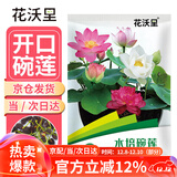 花沃里水培碗莲种子30粒/包不含盆 花卉种子荷花盆家庭庭院阳台碗莲盆栽