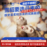 暮秋小主安哥鲁貂活体 宠物雪貂幼崽小龙貂活物亲人好养 宠貂美毛护肤粉