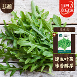 北蔬芝麻菜种子种苗食用野菜火箭菜臭菜盆栽蔬菜籽 芝麻菜种子1000粒