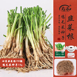 寿禾 韭菜根苗农家种蔬菜苗 四季韭菜根190棵带肥+青菜籽源头直发包邮