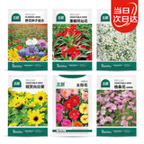 北蔬 花草花卉种子种苗四季种好养室内外盆栽花种籽 6种花草种子组合