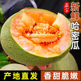 甜果源  西周哈密瓜海南甜网纹蜜瓜时令应季热带水果新鲜水果送礼盒品 5斤【甄选精品礼盒装】