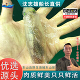 沈志雄福建东山岛澳角村海鲜东山小管鱿鱼灯光小管高级白管笔管鱼海兔子 6-14个/400g*2盒