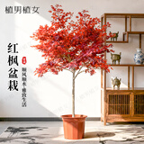 植男植女红枫树苗红舞姬日本风景树苗正宗三季红中国好养活绿植源头直发