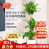 叹为观止 大型盆栽 单杆辫子发财树天堂鸟绿萝散尾葵办公室内开业乔迁礼品 巴西木1.4-1.6米【聚宝盆】 含盆