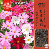 寿禾 格桑花种子精品波斯菊矮杆四季花卉籽 矮韵格桑花种子(矮秆)半斤