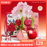 京东鲜花进口朱顶红礼盒版-樱花34-36cm蜡球特大圣诞节日礼物花卉源头直发