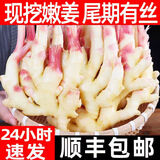 农大姐妹 嫩姜芽 新鲜大仔姜 现挖鲜姜 山东安丘凌河红姜芽净姜红芽大仔姜 5斤