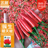 北蔬 朝天椒辣椒种子种苗簇生指天椒红椒盆栽菜籽 簇生朝天椒种子60粒