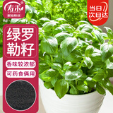 寿禾 罗勒种子苗食用香草绿色盆栽种植香草种籽 潍丰寿艺罗勒种子5g