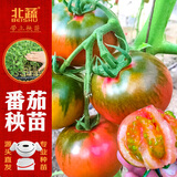 北蔬 草莓番茄苗带土盆栽种植蔬菜苗 铁皮草莓柿子苗6棵源头直发包邮