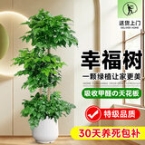 卉优造型鸭脚木大型绿植客厅室内高级百合竹植物轻奢发财树幸福树盆栽 三层幸福树1.5-1.7m 不含盆